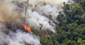 CIDH y su REDESCA expresan profunda preocupación por la deforestación y la quema en la Amazonía